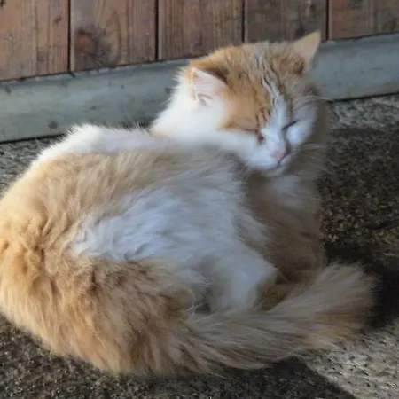 Farmház Urlaub Am Bauernhof Rothof *