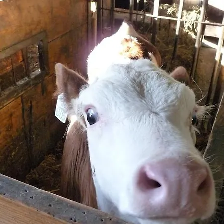 Urlaub Am Bauernhof Rothof Sankt Johann im Pongau