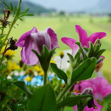 Urlaub Am Bauernhof Rothof