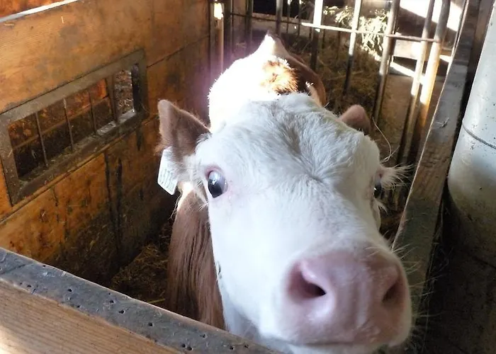 Urlaub Am Bauernhof Rothof Sankt Johann im Pongau