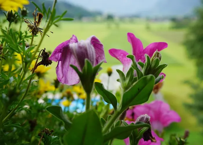 Urlaub Am Bauernhof Rothof